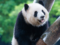 Giant panda ''Yu Ke'' climbs a tree at Chongqing Zoo in Chongqing, China, on October 5, 2024. (