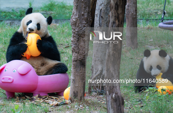 Giant panda Mang Cancan and his mother Mang Zai play with a small yellow duck and a pigcart at Chongqing Zoo in Chongqing, China, on October...