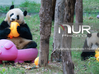 Giant panda Mang Cancan and his mother Mang Zai play with a small yellow duck and a pigcart at Chongqing Zoo in Chongqing, China, on October...