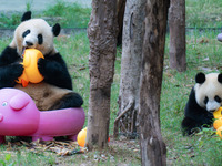 Giant panda Mang Cancan and his mother Mang Zai play with a small yellow duck and a pigcart at Chongqing Zoo in Chongqing, China, on October...