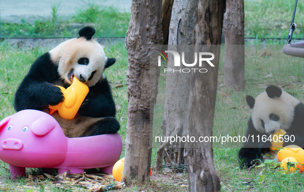 Giant panda Mang Cancan and his mother Mang Zai play with a small yellow duck and a pigcart at Chongqing Zoo in Chongqing, China, on October...