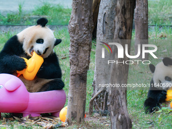 Giant panda Mang Cancan and his mother Mang Zai play with a small yellow duck and a pigcart at Chongqing Zoo in Chongqing, China, on October...