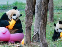 Giant panda Mang Cancan and his mother Mang Zai play with a small yellow duck and a pigcart at Chongqing Zoo in Chongqing, China, on October...