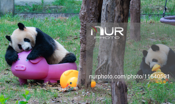 Giant panda Mang Cancan and his mother Mang Zai play with a small yellow duck and a pigcart at Chongqing Zoo in Chongqing, China, on October...