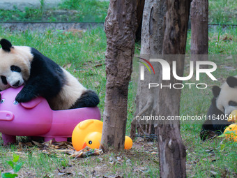 Giant panda Mang Cancan and his mother Mang Zai play with a small yellow duck and a pigcart at Chongqing Zoo in Chongqing, China, on October...