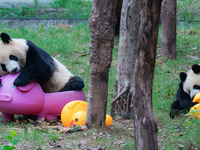 Giant panda Mang Cancan and his mother Mang Zai play with a small yellow duck and a pigcart at Chongqing Zoo in Chongqing, China, on October...