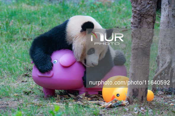 Giant panda Mang Cancan and his mother Mang Zai play with a small yellow duck and a pigcart at Chongqing Zoo in Chongqing, China, on October...