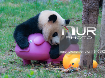 Giant panda Mang Cancan and his mother Mang Zai play with a small yellow duck and a pigcart at Chongqing Zoo in Chongqing, China, on October...