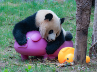 Giant panda Mang Cancan and his mother Mang Zai play with a small yellow duck and a pigcart at Chongqing Zoo in Chongqing, China, on October...