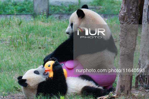 Giant panda Mang Cancan and his mother Mang Zai play with a small yellow duck and a pigcart at Chongqing Zoo in Chongqing, China, on October...