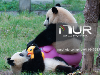 Giant panda Mang Cancan and his mother Mang Zai play with a small yellow duck and a pigcart at Chongqing Zoo in Chongqing, China, on October...