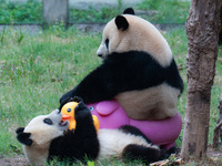 Giant panda Mang Cancan and his mother Mang Zai play with a small yellow duck and a pigcart at Chongqing Zoo in Chongqing, China, on October...