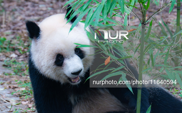 Giant panda Yu Ai looks for fruit in a bamboo forest at Chongqing Zoo in Chongqing, China, on October 5, 2024. 