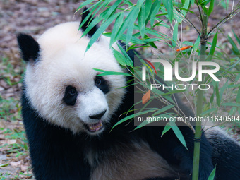 Giant panda Yu Ai looks for fruit in a bamboo forest at Chongqing Zoo in Chongqing, China, on October 5, 2024. (