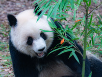 Giant panda Yu Ai looks for fruit in a bamboo forest at Chongqing Zoo in Chongqing, China, on October 5, 2024. (