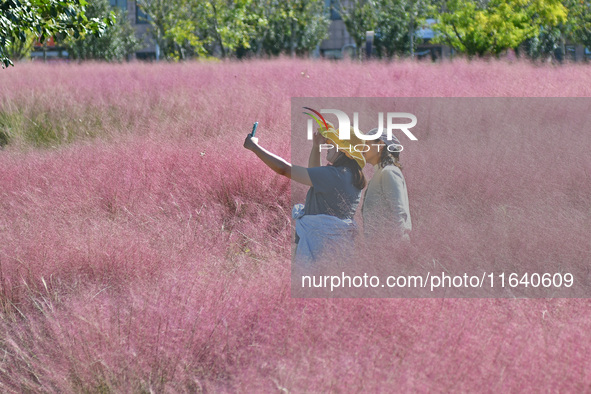 Tourists take photos among pink grass in Yantai, China, on October 5, 2024. 