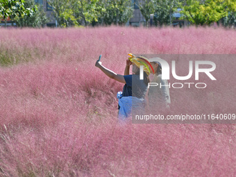 Tourists take photos among pink grass in Yantai, China, on October 5, 2024. (