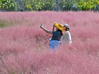 Tourists take photos among pink grass in Yantai, China, on October 5, 2024. (