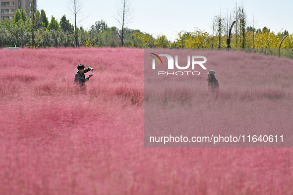 Tourists take photos among pink grass in Yantai, China, on October 5, 2024. 