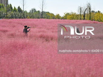 Tourists take photos among pink grass in Yantai, China, on October 5, 2024. (