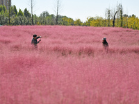 Tourists take photos among pink grass in Yantai, China, on October 5, 2024. (