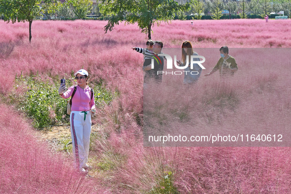 Tourists take photos among pink grass in Yantai, China, on October 5, 2024. 