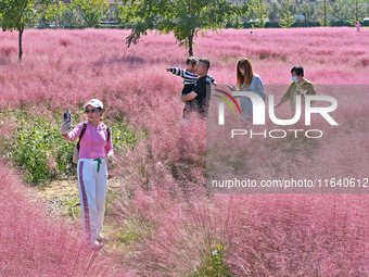 Tourists take photos among pink grass in Yantai, China, on October 5, 2024. (