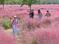 Tourists take photos among pink grass in Yantai, China, on October 5, 2024. (