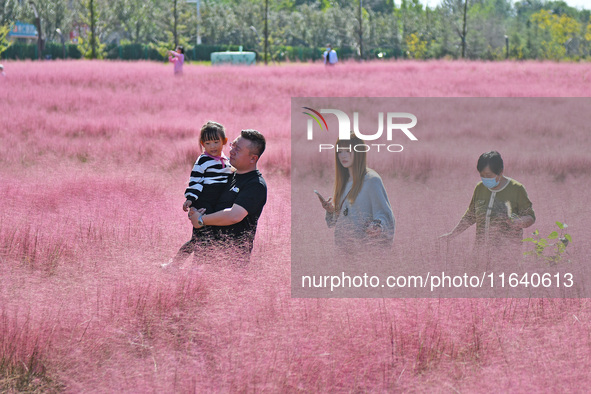 Tourists play in pink grass in Yantai, China, on October 5, 2024. 