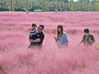 Tourists play in pink grass in Yantai, China, on October 5, 2024. (