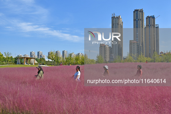 Tourists play in pink grass in Yantai, China, on October 5, 2024. 