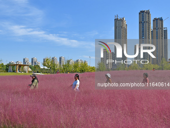 Tourists play in pink grass in Yantai, China, on October 5, 2024. (