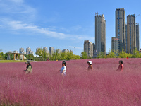 Tourists play in pink grass in Yantai, China, on October 5, 2024. (