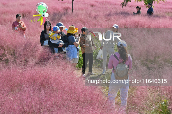 Tourists play in pink grass in Yantai, China, on October 5, 2024. 