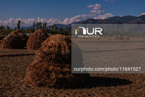 Farmers thresh the harvested rice at a rice field in Sopore, Jammu and Kashmir, India, on October 6, 2024. 