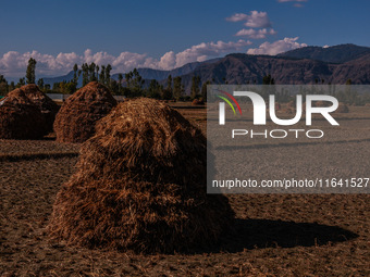 Farmers thresh the harvested rice at a rice field in Sopore, Jammu and Kashmir, India, on October 6, 2024. (