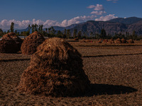 Farmers thresh the harvested rice at a rice field in Sopore, Jammu and Kashmir, India, on October 6, 2024. (