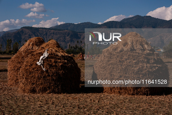 Farmers thresh the harvested rice at a rice field in Sopore, Jammu and Kashmir, India, on October 6, 2024. 