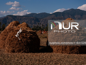 Farmers thresh the harvested rice at a rice field in Sopore, Jammu and Kashmir, India, on October 6, 2024. (