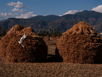 Farmers thresh the harvested rice at a rice field in Sopore, Jammu and Kashmir, India, on October 6, 2024. (