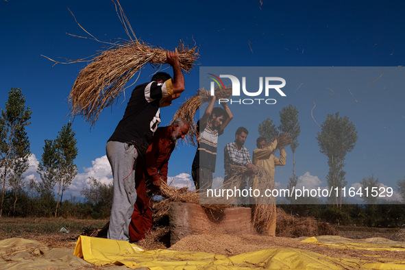 Farmers thresh the harvested rice at a rice field in Sopore, Jammu and Kashmir, India, on October 6, 2024. 