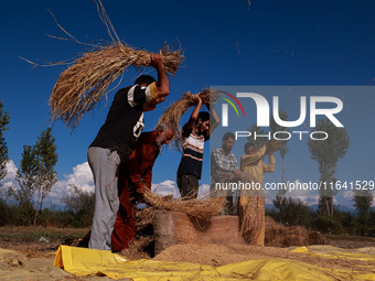 Farmers thresh the harvested rice at a rice field in Sopore, Jammu and Kashmir, India, on October 6, 2024. (