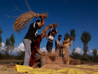 Farmers thresh the harvested rice at a rice field in Sopore, Jammu and Kashmir, India, on October 6, 2024. (