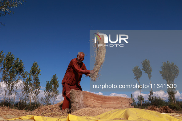 Farmers thresh the harvested rice at a rice field in Sopore, Jammu and Kashmir, India, on October 6, 2024. 