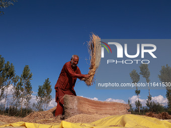 Farmers thresh the harvested rice at a rice field in Sopore, Jammu and Kashmir, India, on October 6, 2024. (