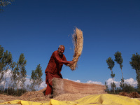 Farmers thresh the harvested rice at a rice field in Sopore, Jammu and Kashmir, India, on October 6, 2024. (