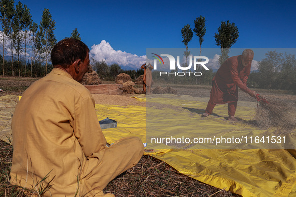 Farmers thresh the harvested rice at a rice field in Sopore, Jammu and Kashmir, India, on October 6, 2024. 