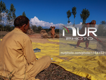 Farmers thresh the harvested rice at a rice field in Sopore, Jammu and Kashmir, India, on October 6, 2024. (