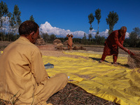 Farmers thresh the harvested rice at a rice field in Sopore, Jammu and Kashmir, India, on October 6, 2024. (