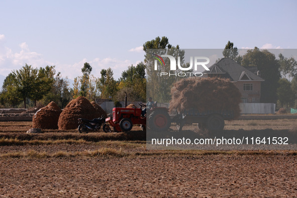 Farmers thresh the harvested rice at a rice field in Sopore, Jammu and Kashmir, India, on October 6, 2024. 